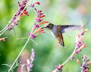 a brown and grey hummingbird eating at an orange and purple flower. 