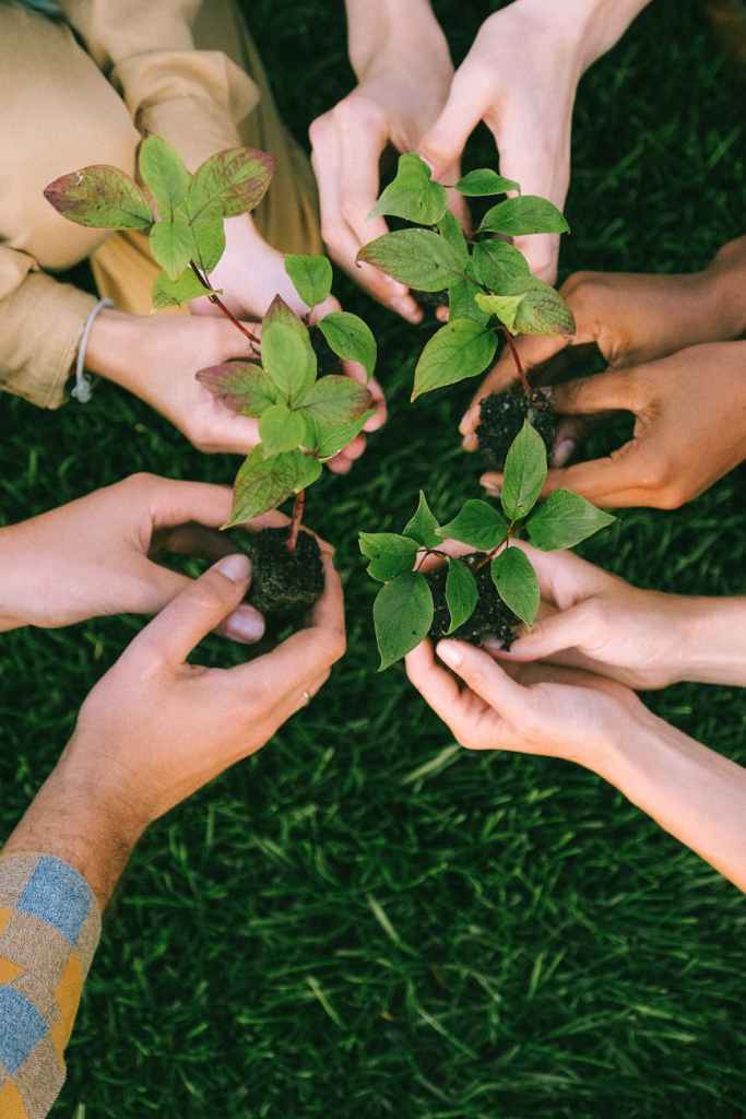 many hands holding small vines ready to plant